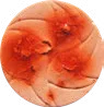 Persimmon