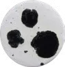 Dalmation